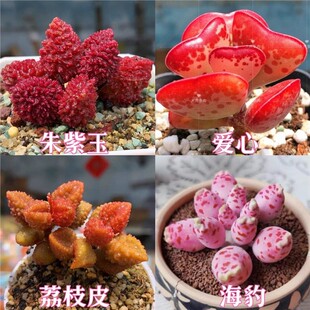 爱心多肉植物水泡朱紫玉海豹荔枝皮福饼室内办公室绿植肉肉花卉