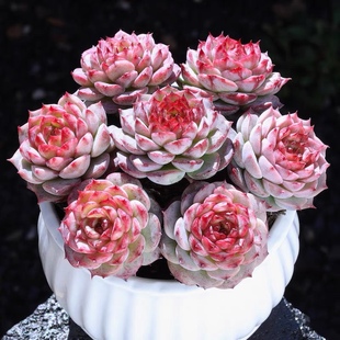 天鹅绒多肉植物室内盆栽绿植花卉盆栽肉肉植物糖心天鹅绒精品多肉