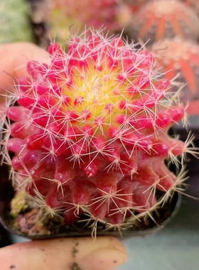 红娜丸仙人球稀有红色多肉植物盆栽花卉开花办公室内仙人掌桌面