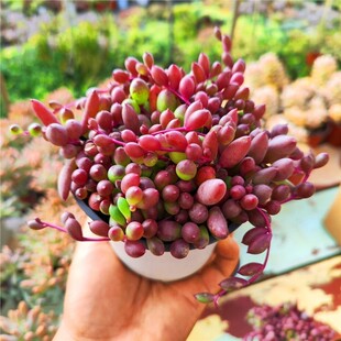 丸叶紫玄月多肉植物紫葡萄肉肉带盆美观趣味肉肉室内垂吊类绿植花