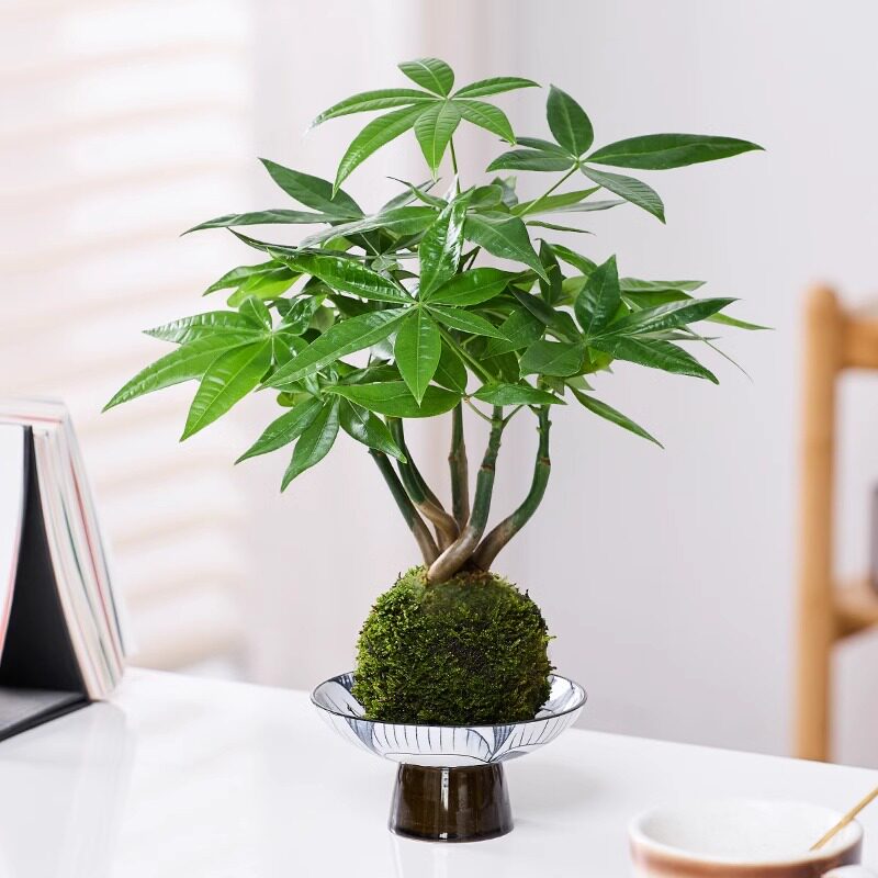 奇趣发财树盆栽绿植水培植物苔藓球室内办公室桌面上四季常青