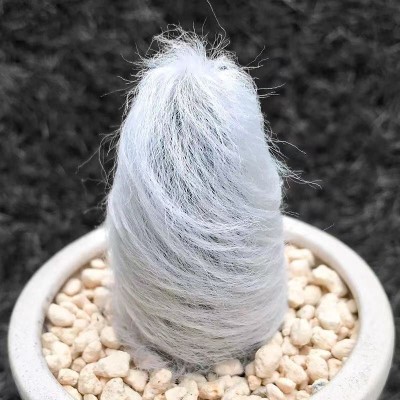 软毛仙人球老乐多肉植物