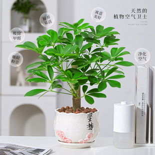 八方来财鸭脚木七叶莲盆栽室内植物旺老桩造型办公桌面四季常青