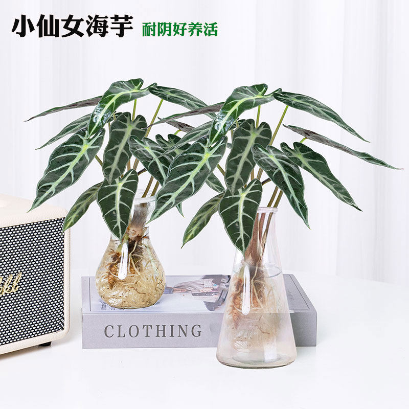 小仙女海芋水培植物彩叶竹芋室内绿植