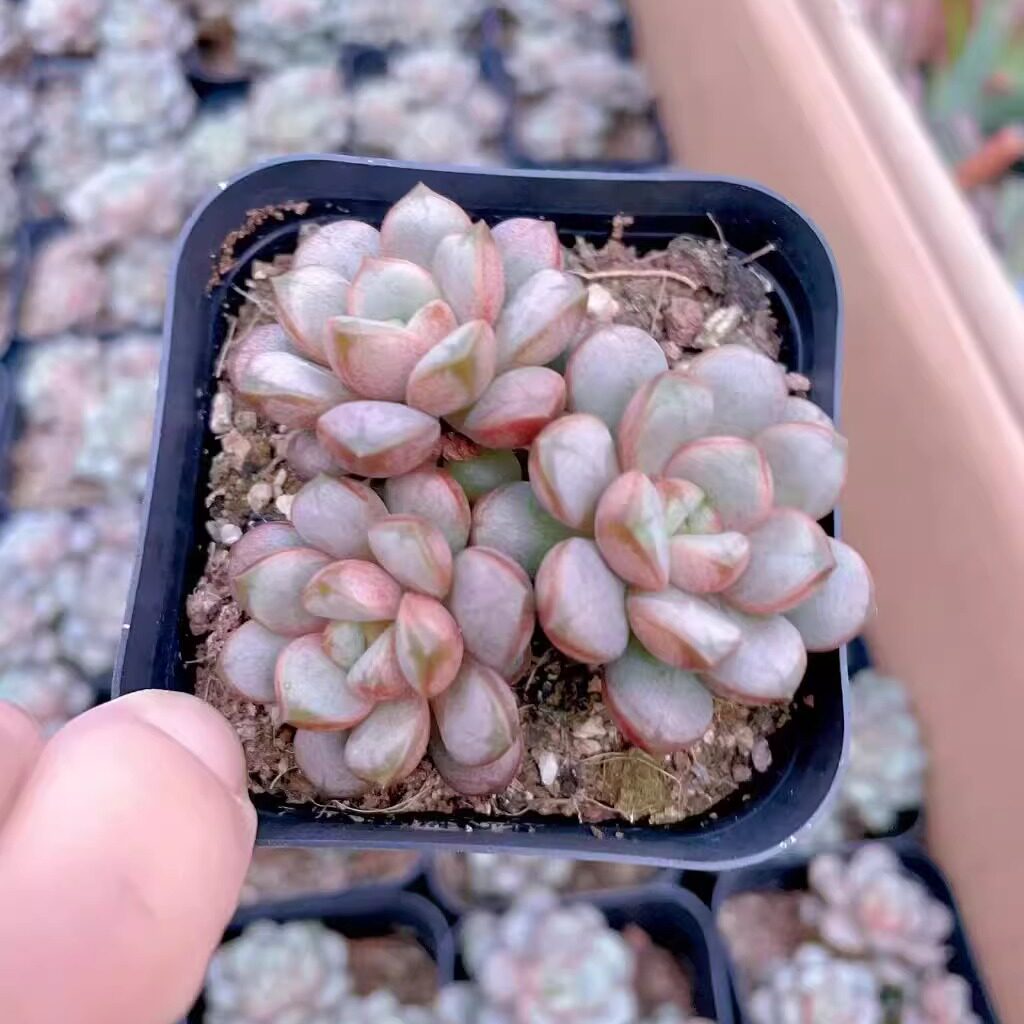肉肉群生多头姬葡萄红葡萄超萌好养新手推荐款多肉老桩