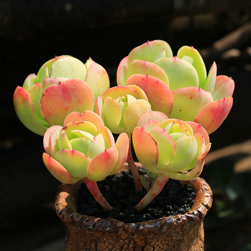 趣味鸡蛋碧桃小老桩多头肉