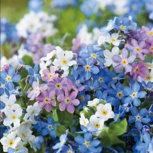 勿忘我种子四季易种花籽宿根多年生勿忘草庭院阳台盆栽花卉花种籽
