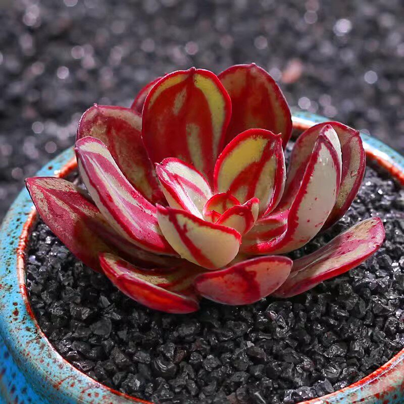 多肉植物丸叶红司龙骨红丝石莲花奇趣品种花卉盆栽好养活