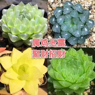 玉露多肉植物组合十二卷花卉盆栽黄金玉露冰灯冰川室内阳台小盆栽