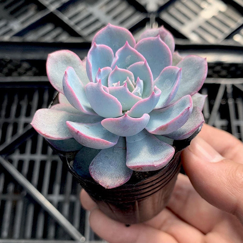 蓝石莲多肉植物花卉盆栽室