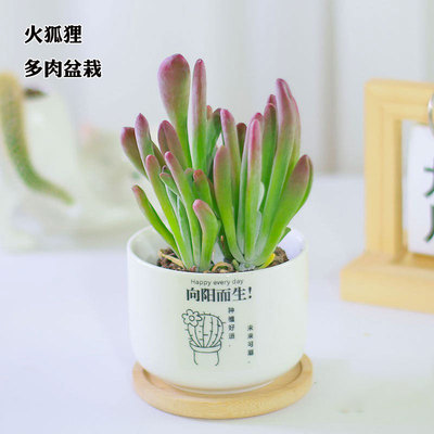 火狐狸多肉植物老桩室内阳台巨大大颗好养多肉稀有贵货绿植小盆栽