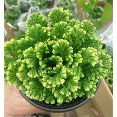 卷柏盆栽苗不死草石岩九