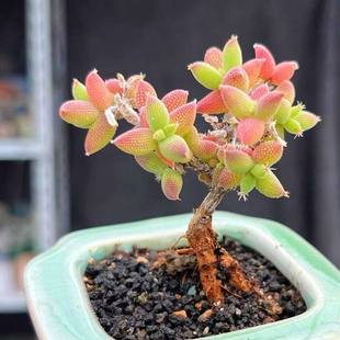 玉米枝干多肉植物老苗开花漂亮阳台桌面植物小绿植糖球蜜桔番杏肉