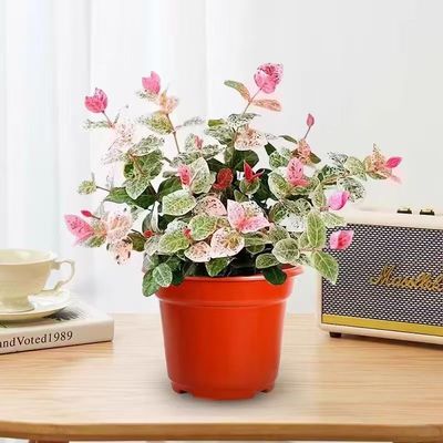 耐寒品种花叶络石盆栽庭院彩叶花卉黄金络石吊兰爬藤藤蔓植物花园