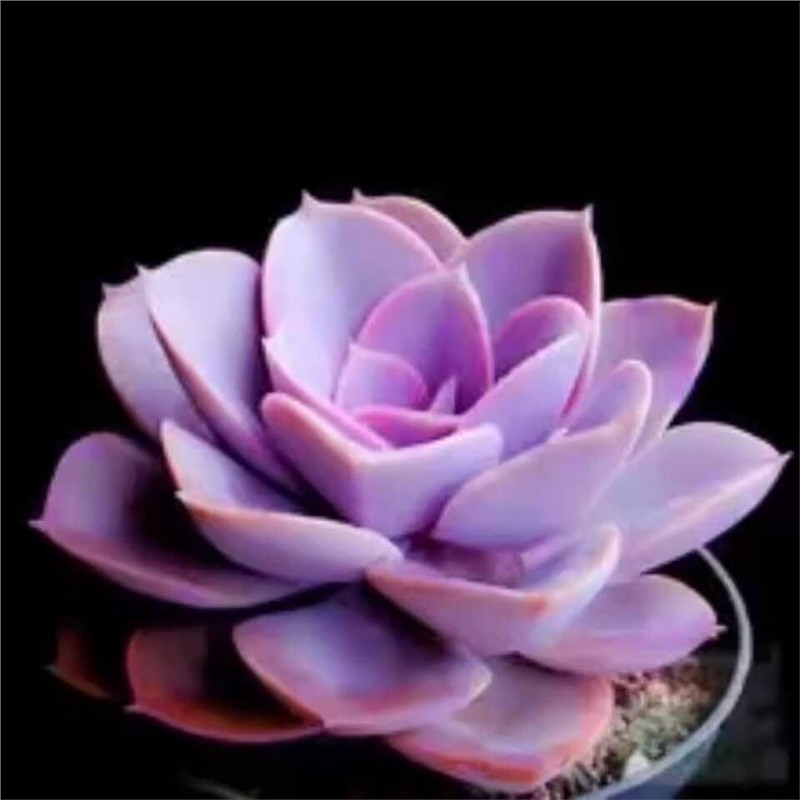 紫丁香老桩新手试养多肉欧