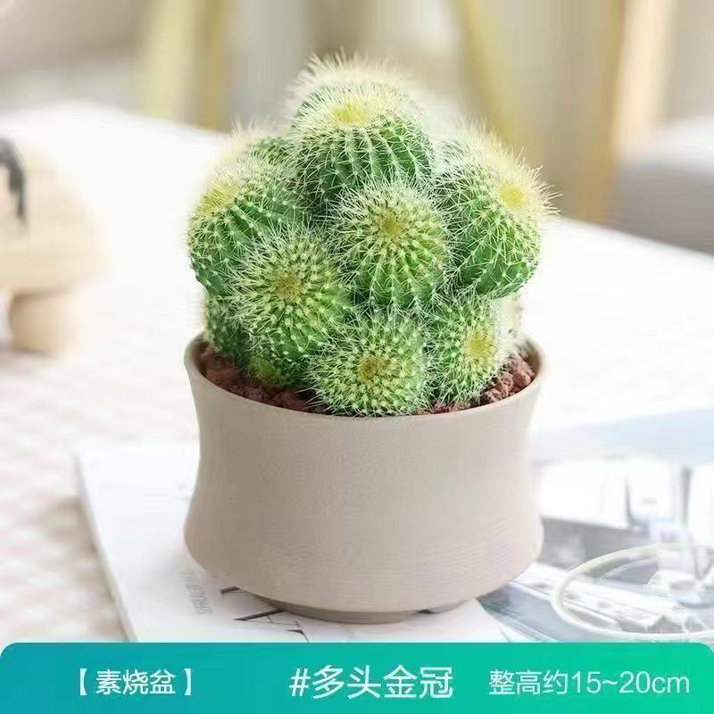 多头植物仙人球多头金冠组合花卉盆栽实生多头可爱仙人球耐旱好养