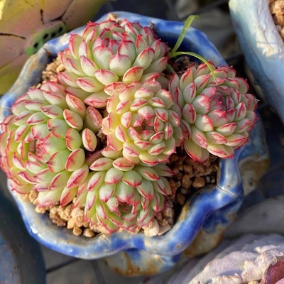 姬莲小红船小红衣群生红嘴边多肉植物稀有罕见品种室内阳台花绿植