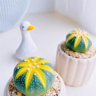 黄金兜星兜锦仙人球多肉稀有品种植物花卉绿植盆栽小盆栽