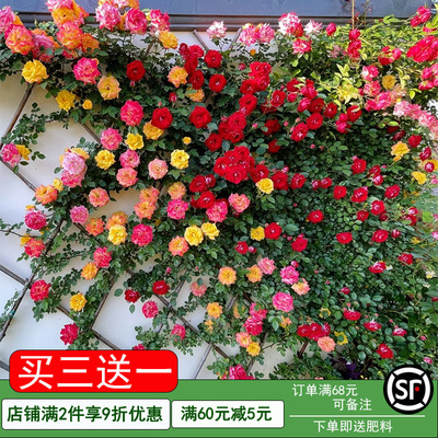 蔷薇花苗爬藤四季室外庭院