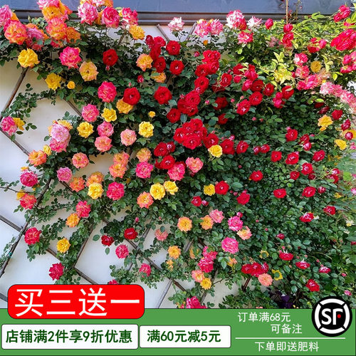 蔷薇花苗爬藤四季室外庭院