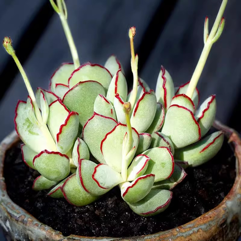 巧克力线福娘多肉植物爆盆群生多头肉肉创意盆栽花卉绿植耐旱好养