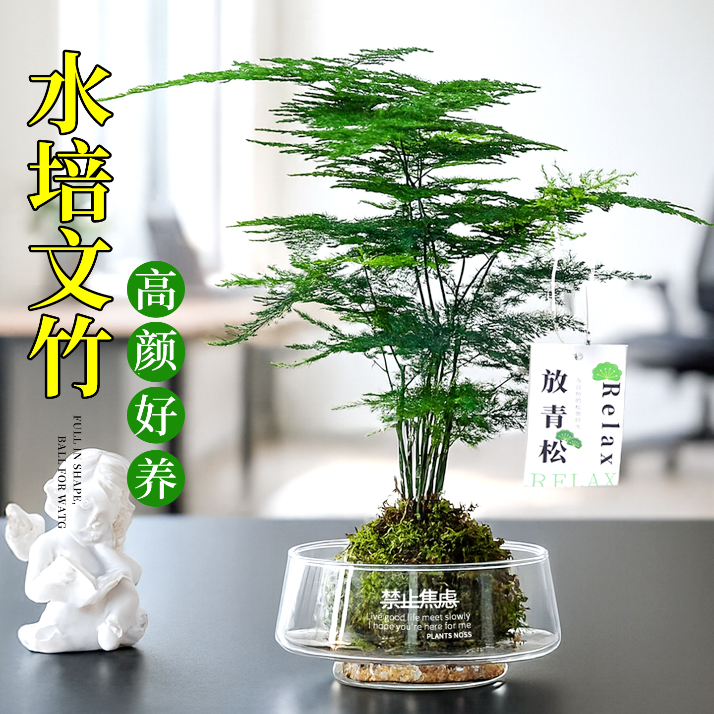 文竹水培植物盆栽室内绿植办公室内工位桌面植物懒人好养花卉盆景