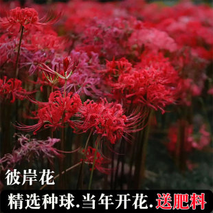 彼岸花种球曼珠沙华盆栽红花换锦石蒜大种球阳台花卉浓香晚香玉
