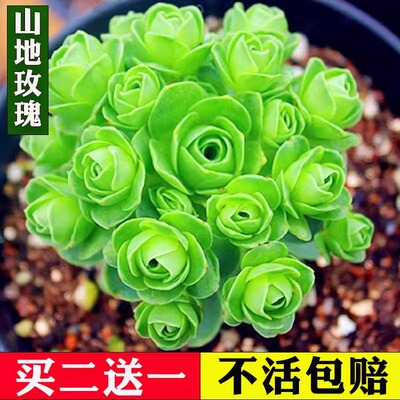 翡翠山地玫瑰多肉植物盆栽