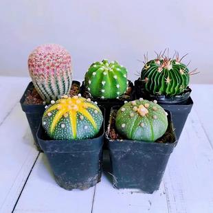 仙人球类组合多肉植物室内盆栽星兜红太阳西瓜球多棱玉新手好养活