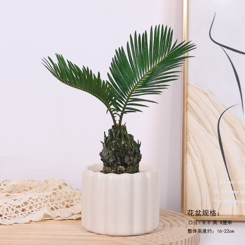 铁树树苗桌面小盆栽植物墨西哥铁室内桌面观叶盆景花卉四季常青