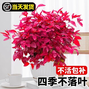 火焰南天竹苗红叶树苗盆栽客厅办公室桌面绿植室内花卉四季好养活