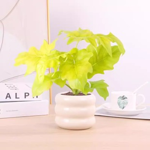 黄金春羽盆栽室内桌面植物耐阴好养观叶龙鳞黄金春雨稀有网红绿植