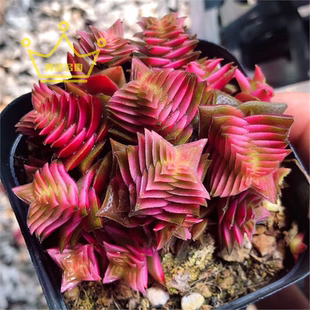 茜之塔锦多肉植物方塔组合套餐肉肉植物办公桌面花卉绿植小盆栽