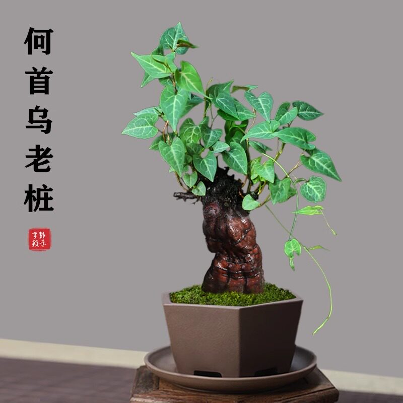 何首乌盆栽盆景老桩植物根球