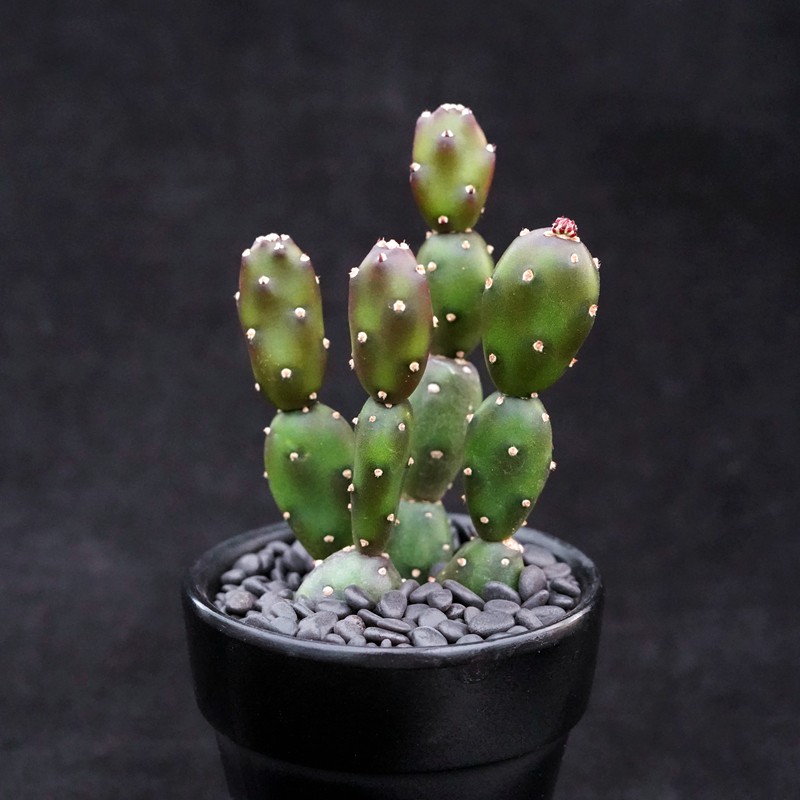 小土人团扇仙人球精养冷门