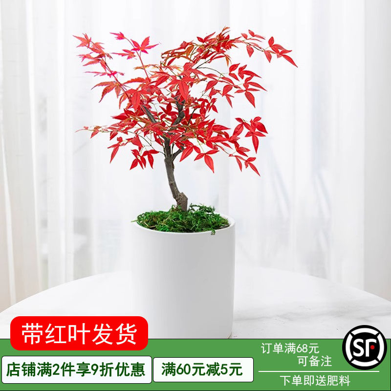 日本红枫盆景四季好养活室内桌面盆栽老桩耐寒观叶植物红舞姬树苗