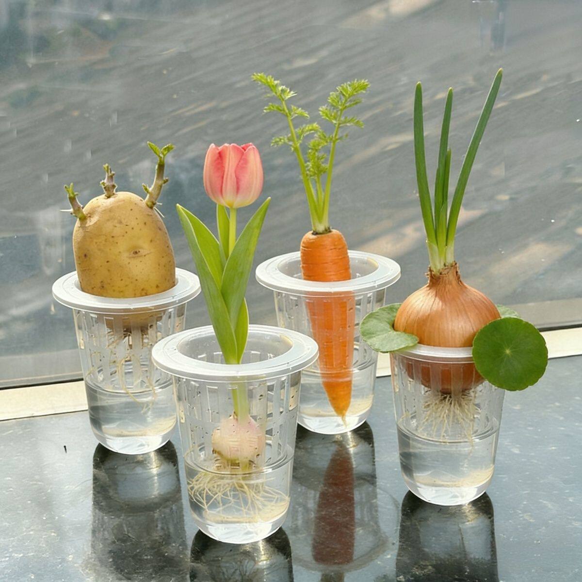 幼儿园水培植物器皿红薯土豆萝卜透明塑料花盆不易碎水养瓶