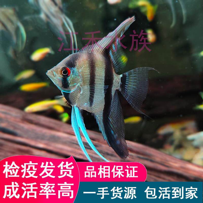 秘鲁燕鱼七彩神仙鱼淡水小型黑白熊猫成鱼新手热带鱼饲料孔雀鱼苗
