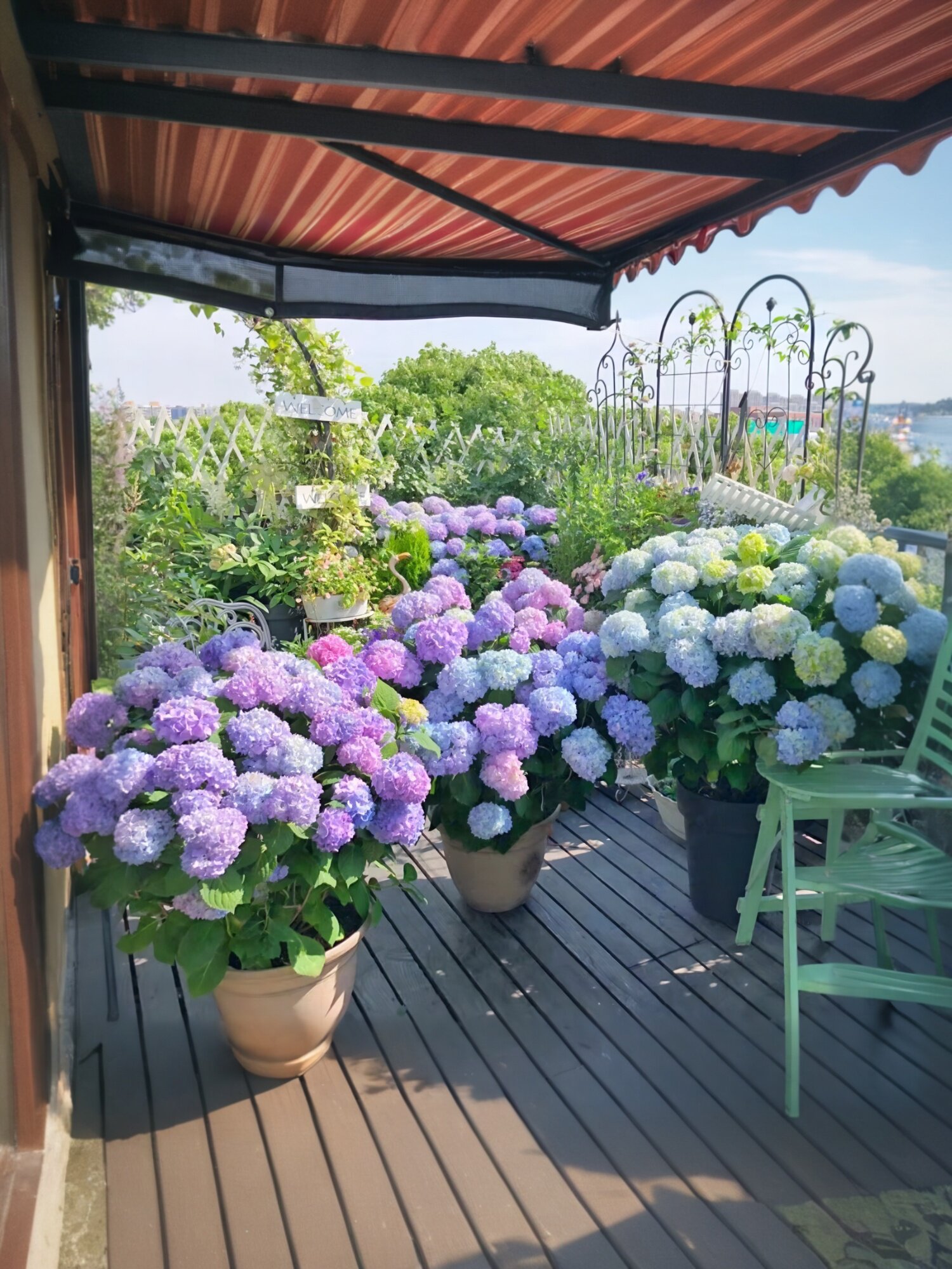 高档花卉绣球花苗盆栽无尽夏阳台庭院别墅花园植物多年生四季耐寒