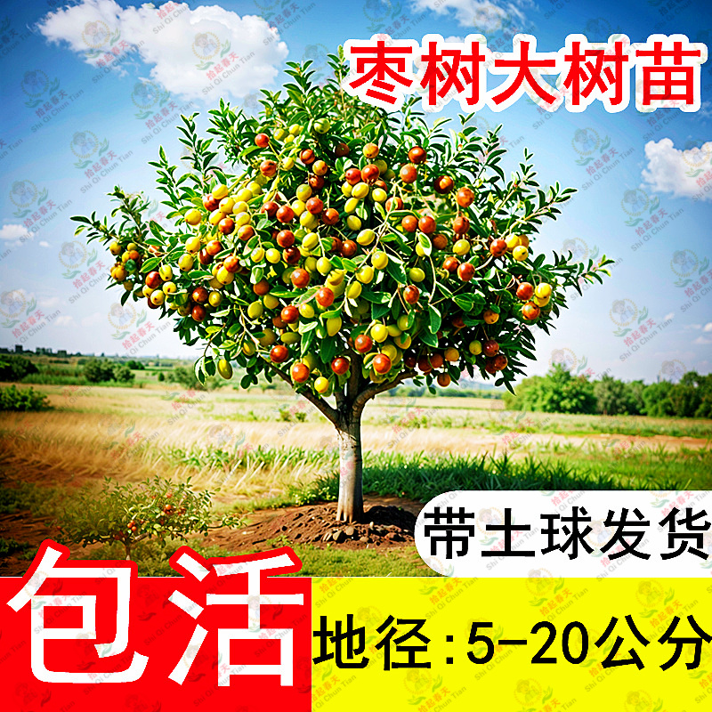 带土球发货，特大沾化冬枣树活苗
