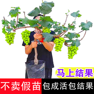 阳光玫瑰巨峰蓝宝石葡萄树苖无籽盆栽果树果苗地栽好养四季种植