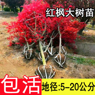 高档别墅风景树中国红枫树苗三季红日式庭院园林红舞姬鸡爪槭耐寒