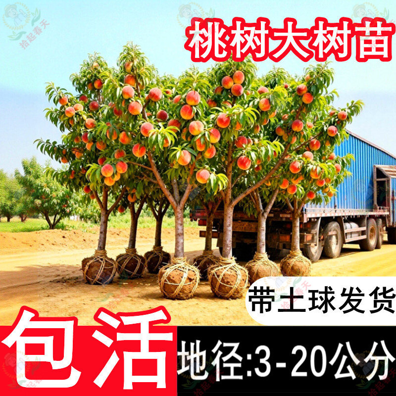 当年结果冬桃水蜜桃树苗带土发货