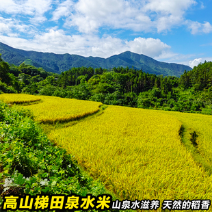 晚稻新米】湖南高山梯田泉水米原生态农家自种大米乡下农村不抛光