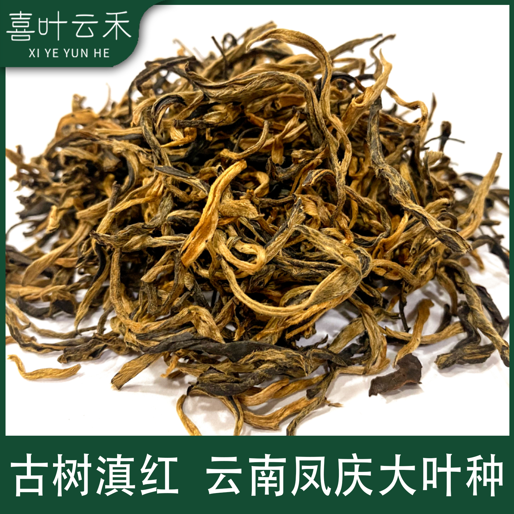 古树红茶 云南凤庆古树滇红茶金丝芽大叶种云南滇红茶2025年春茶