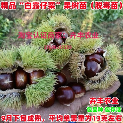 白露仔栗果树苗早熟丰产软糯