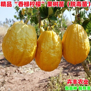 香橼树苗 香橼苗 香泡树柚子苗南北方种植盆栽地栽果树苗当年结果