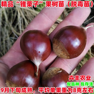 正宗建瓯锥栗苗嫁接处暑红锥栗树苗南北方种植板栗苗地栽当年结果