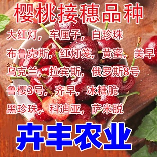 新品种车厘子大樱桃嫁接枝条美早沙王俄罗斯八号接穗火箭瑞德樱