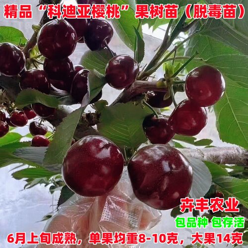 科迪亚樱桃晚熟丰产脆甜抗寒